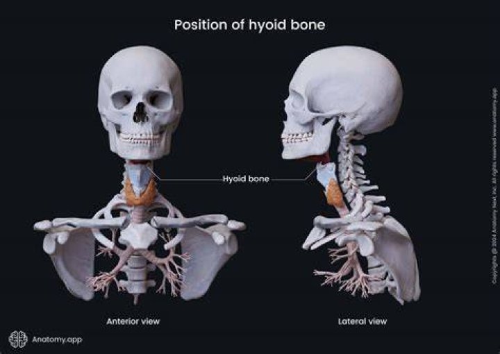 Is hyoid bone movable?