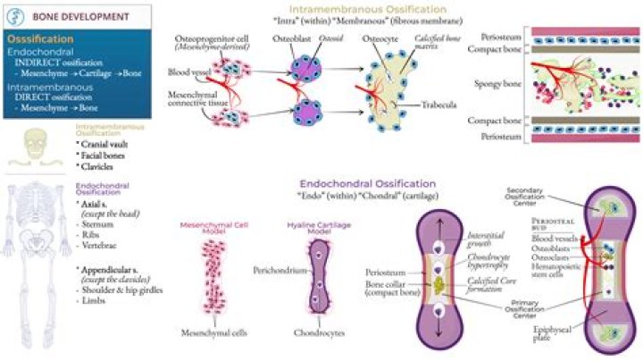 Is intramembranous ossification completed by birth?