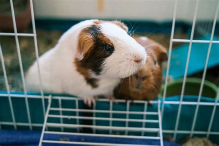 Is it better to have 2 guinea pigs?