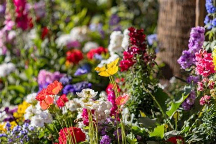 Is it illegal to pick wildflowers in colorado?