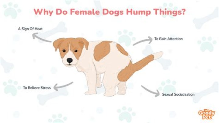 Is it normal for puppies to hump things?
