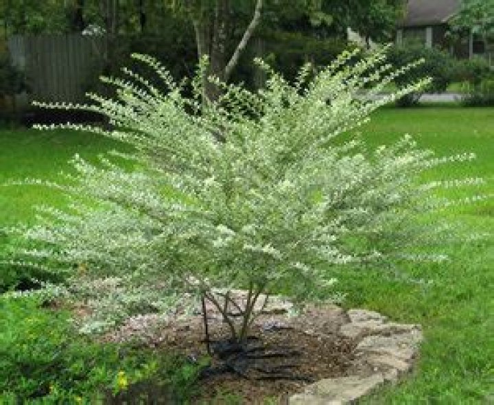 Is ligustrum x ibolium invasive?