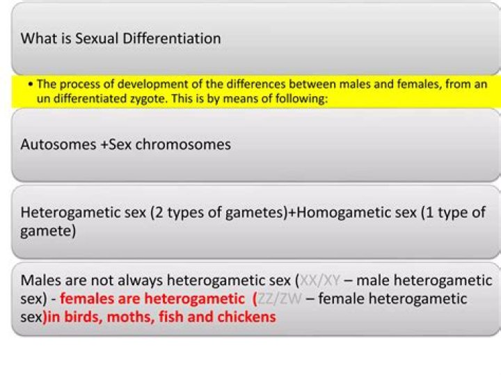Is male a homogametic?