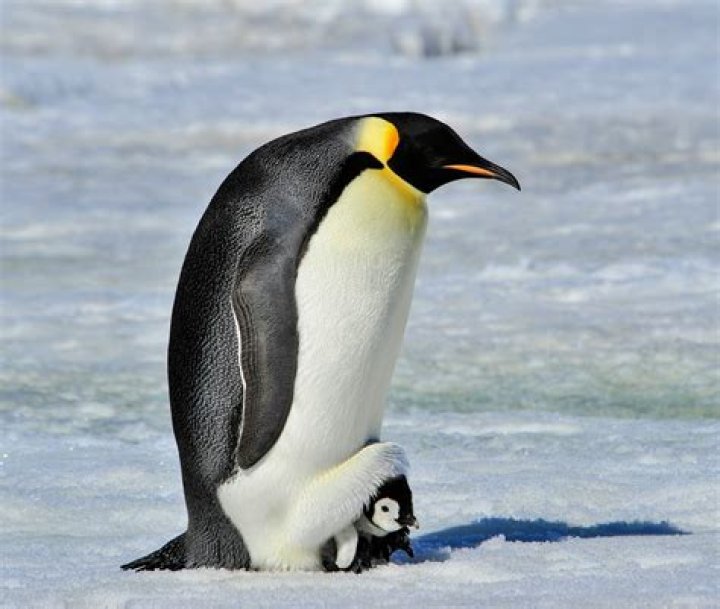 Is penguin gay in gotham?