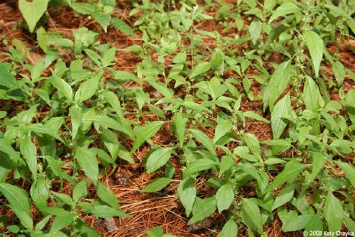 Is pennsylvania pellitory a weed?