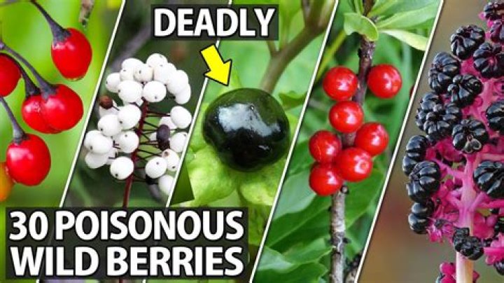 Is pigeon berry poisonous?