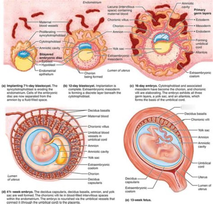 Is placenta and extraembryonic membrane?