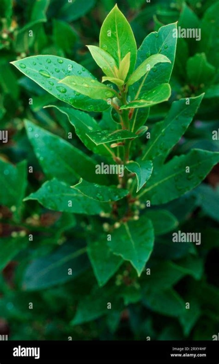 Is prunus laurocerasus poisonous to cats?
