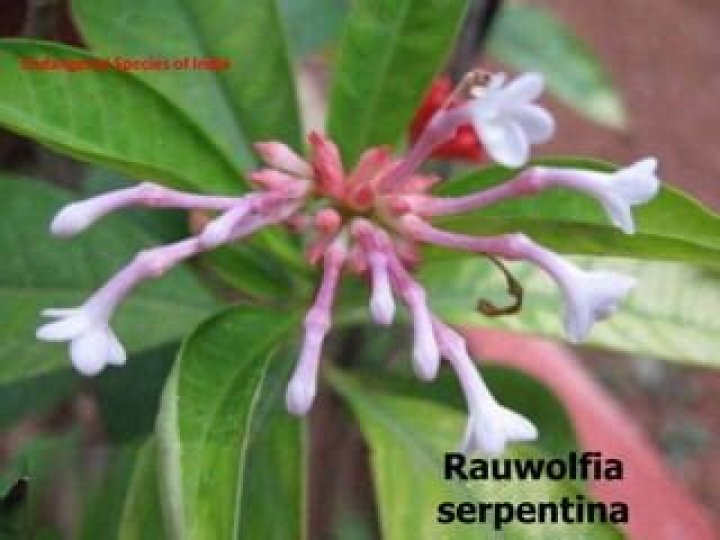 Is rauwolfia serpentina endangered species?