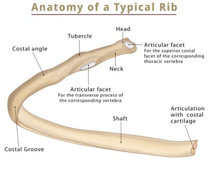 Is ribs called bicephalic?