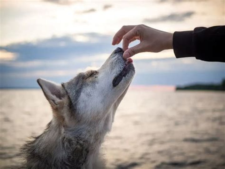 Is seafood bad for dogs?