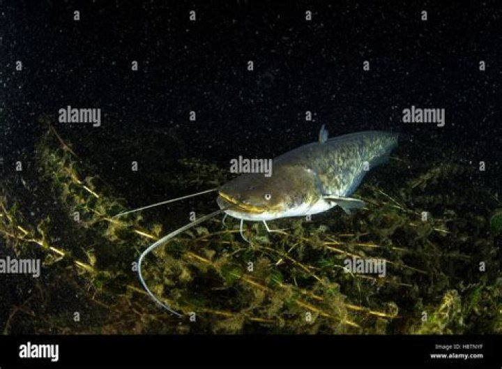 Is sheatfish a catfish?