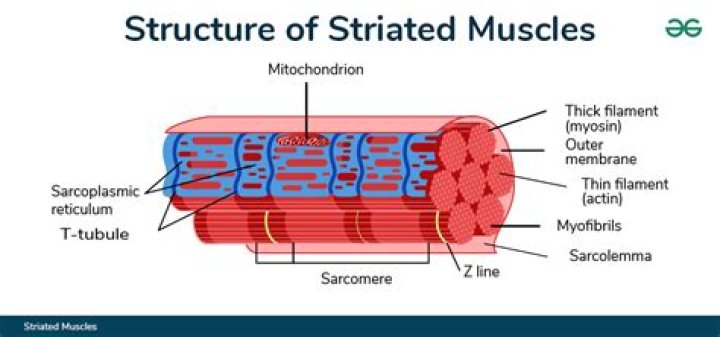 Is skeletal muscle striated?
