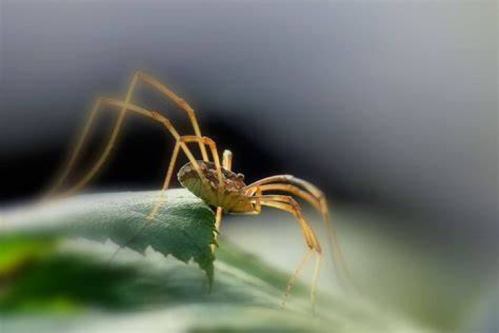 Is spiders good luck?