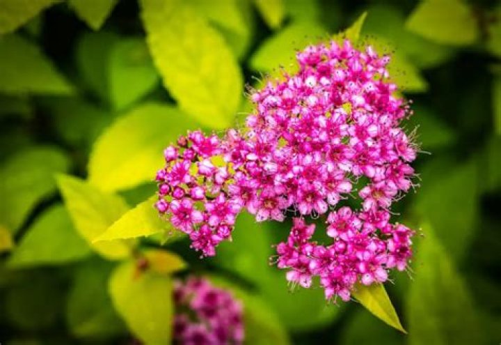 Is spiraea good for wildlife?