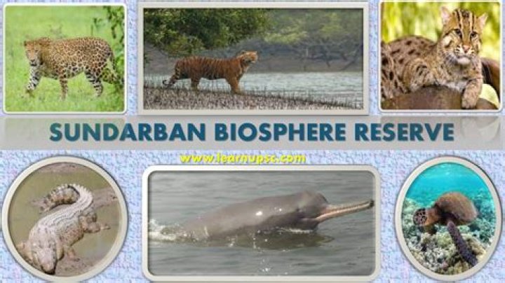 Is sundarban a biosphere reserve?