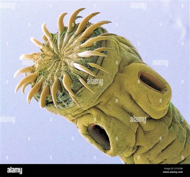 Is tapeworm a fungus?