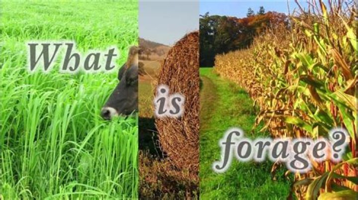 Is the definition of forage?