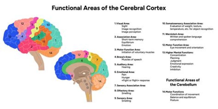 Is the function of the cerebral cortex?