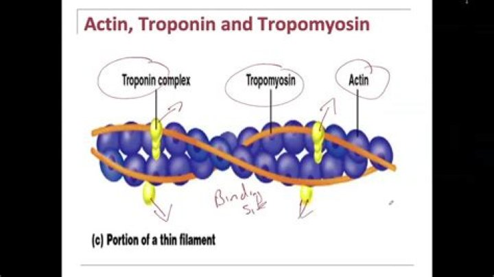 Is troponin on actin or myosin?