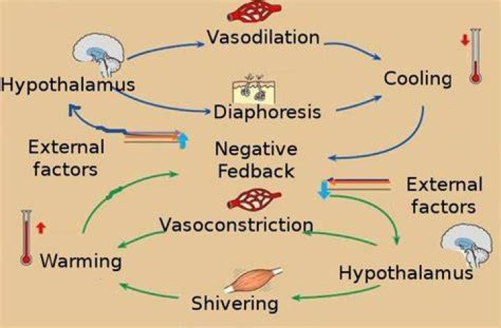 Is vasoconstriction positive feedback?