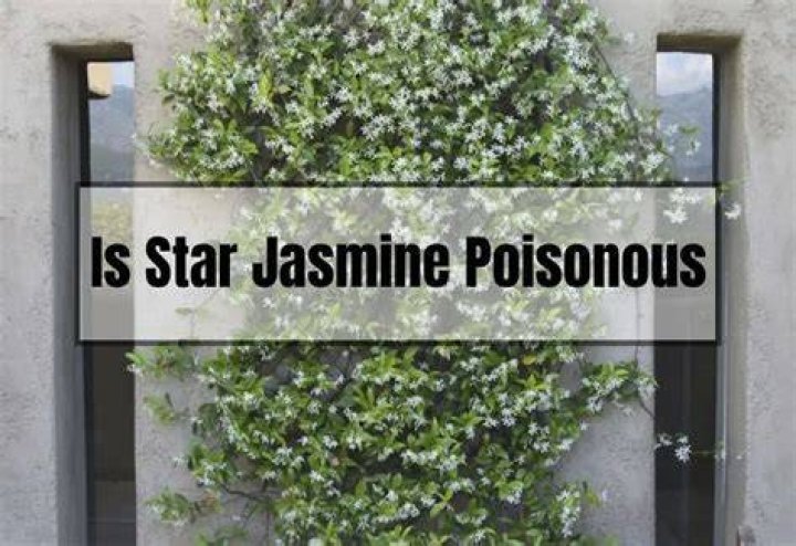 Is winter flowering jasmine poisonous?