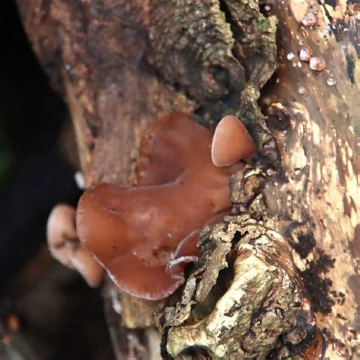 Is wood ear a mushroom?