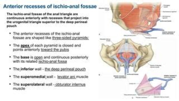 Ischioanal fossa is bounded anteriorly by?