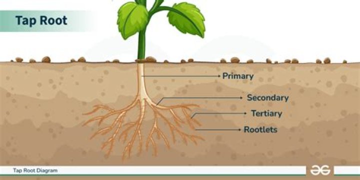 On tap root system?
