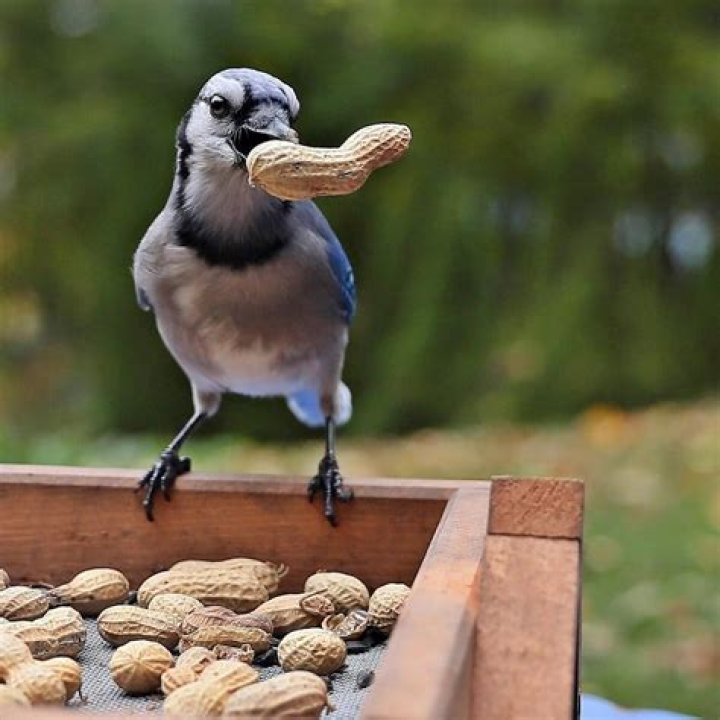 Should birds be fed in summer?