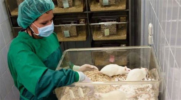 Should experimenting on animals?