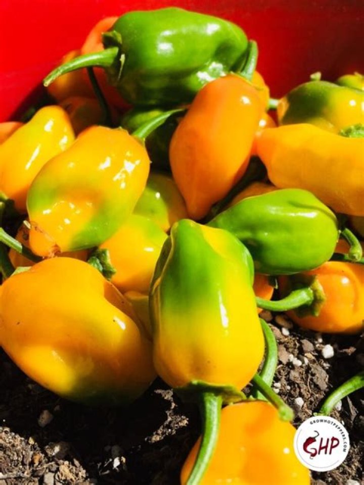 Should habanero peppers be refrigerated?