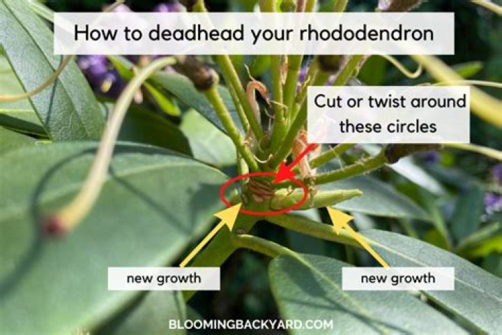 Should i deadhead culver's root?