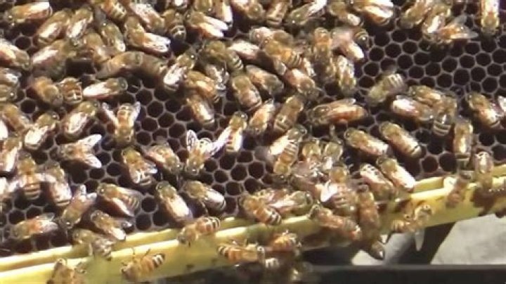 Should i feed a captured swarm?