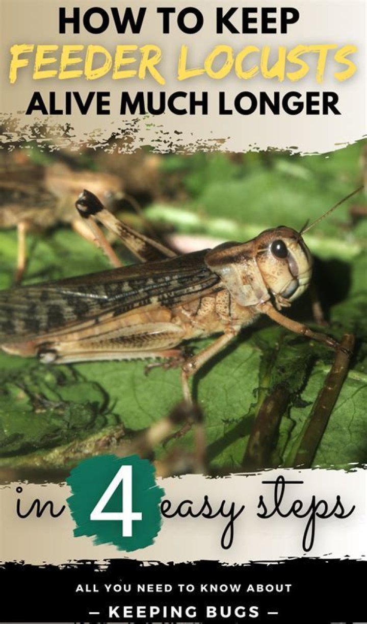 Should i feed locusts?