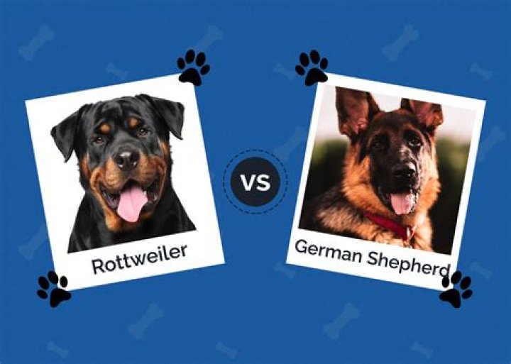 Should i get a rottweiler or german shepherd?