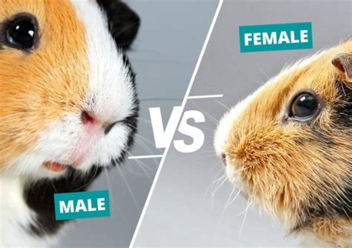 Should i get two female guinea pigs?