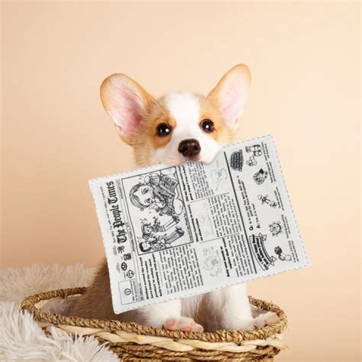 Should i hit my puppy with a newspaper?