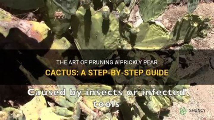 Should i prune a prickly pear cactus?