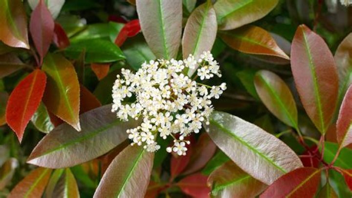Should i prune photinia?