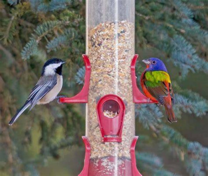Should i put out bird seed?