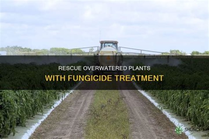 Should liquid fungicide be watered in?