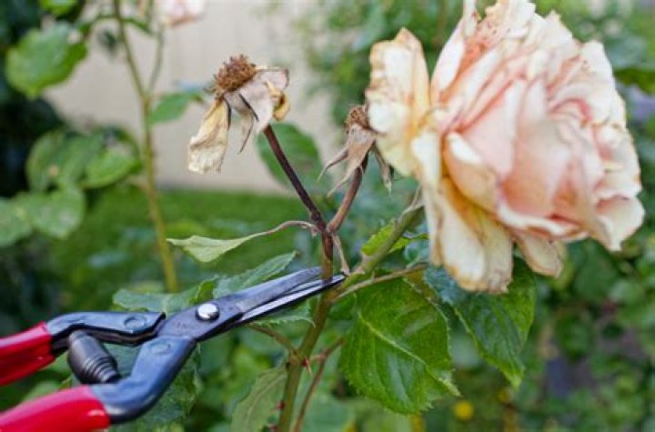 Should rose bushes be deadheaded?
