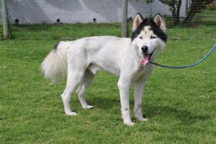Should siberian huskies be shaved in summer?