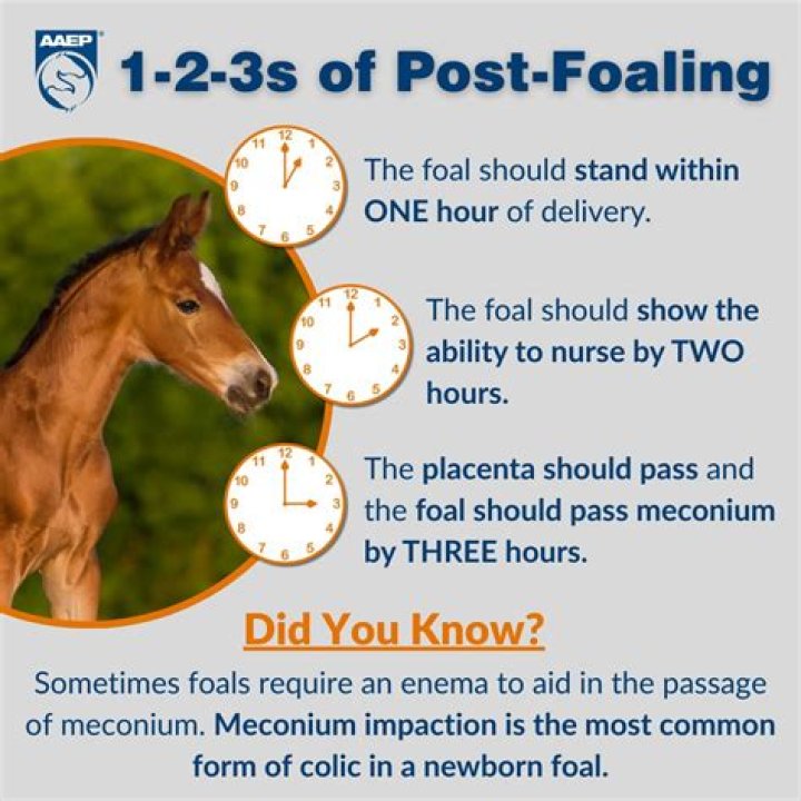 Should you rug foals?