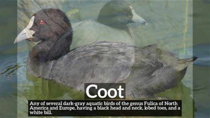 Was does coot mean?