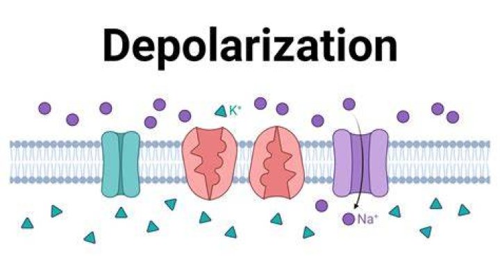 Was does depolarization mean?