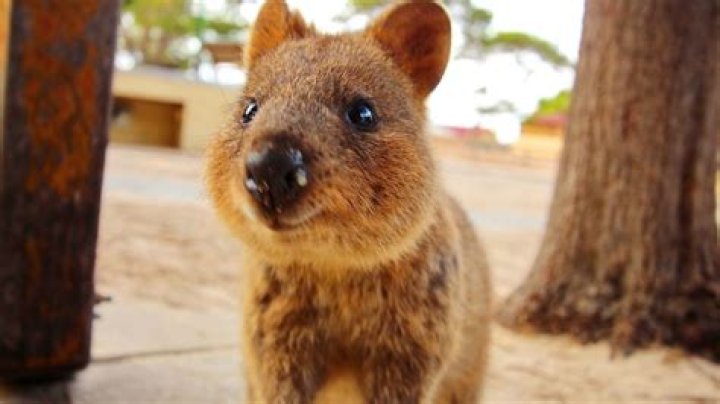 Was ist ein quokka tier?