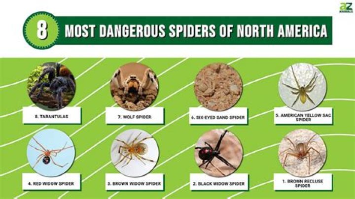 Was it poisonous spiders?