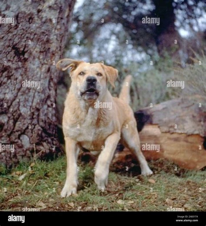 Was old yeller a black mouth cur?